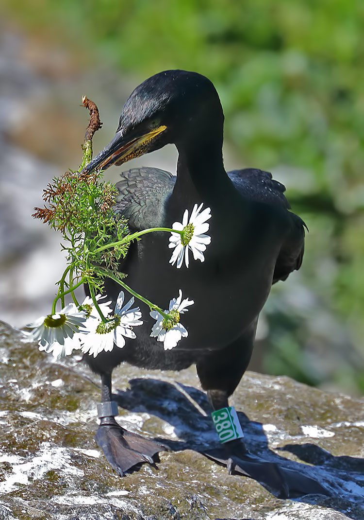 shag with flowers